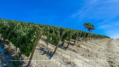 Quinta do Crasto, Douro Valley: Wine Tour & Food Guide