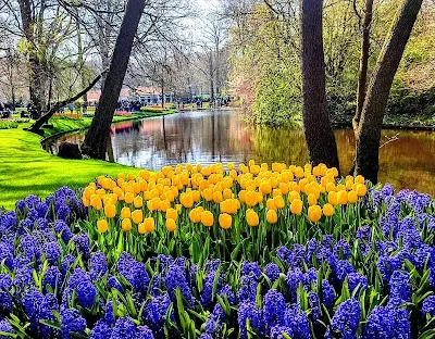 A Kaleidoscope of Color: Capturing Keukenhof's Floral Masterpiece