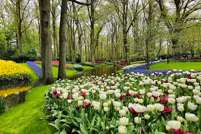 A Kaleidoscope of Color: Capturing the Magic of Keukenhof Gardens