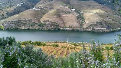 Best Food Near Quinta do Seixo: Douro Valley Local Guide